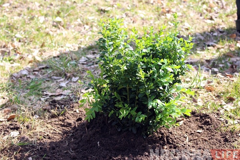 Батанічны сад у Гродне папоўніўся новымі раслінамі Батанічны сад у Гродне папоўніўся новымі раслінамі