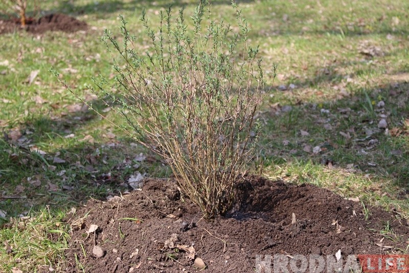 Батанічны сад у Гродне папоўніўся новымі раслінамі Батанічны сад у Гродне папоўніўся новымі раслінамі