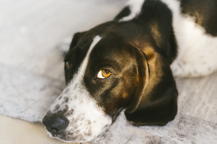 Полезные советы: как защитить домашних животных от клещей и что делать, если клещ уже укусил