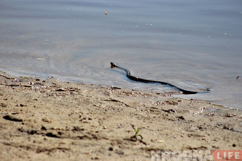 Гродзенскія пляжы рыхтуюць да адкрыцця сезону Гродзенскія пляжы рыхтуюць да адкрыцця сезону