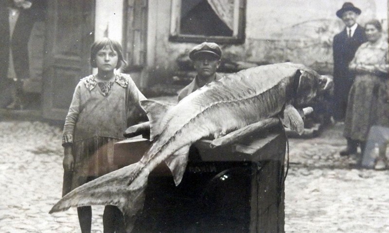 Дуб Быкова. Какие нестандартные места показывают гродненские экскурсоводы?