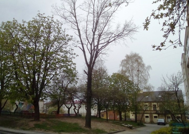 Дуб Быкова. Какие нестандартные места показывают гродненские экскурсоводы?