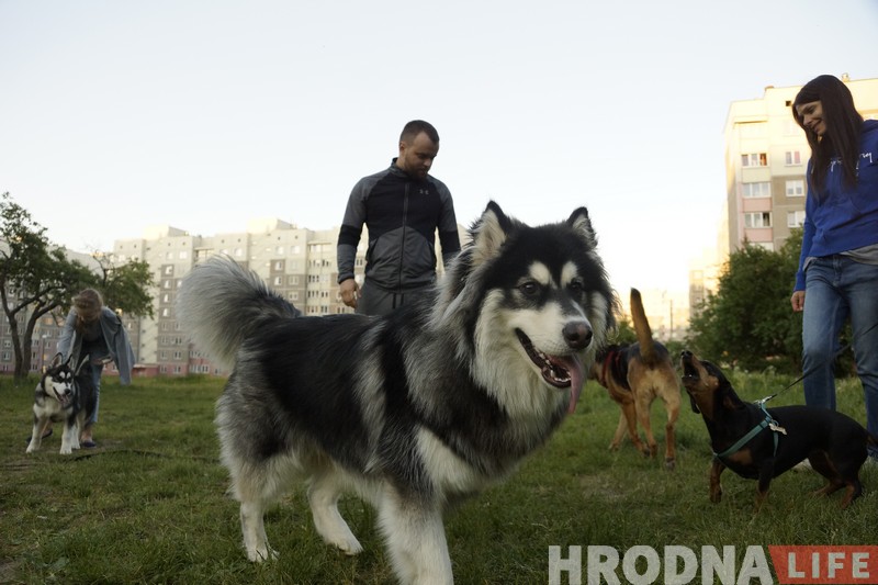 Ці стануць сабакі Гродна сябрамі ЖКГ. Жыхары Дзевятоўкі працягваюць змагацца за пляцоўку для выгула