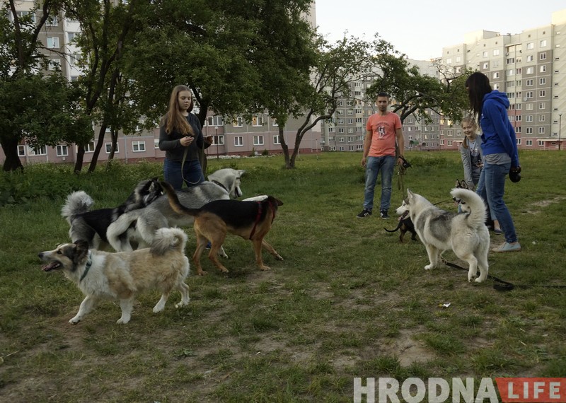 Ці стануць сабакі Гродна сябрамі ЖКГ. Жыхары Дзевятоўкі працягваюць змагацца за пляцоўку для выгула