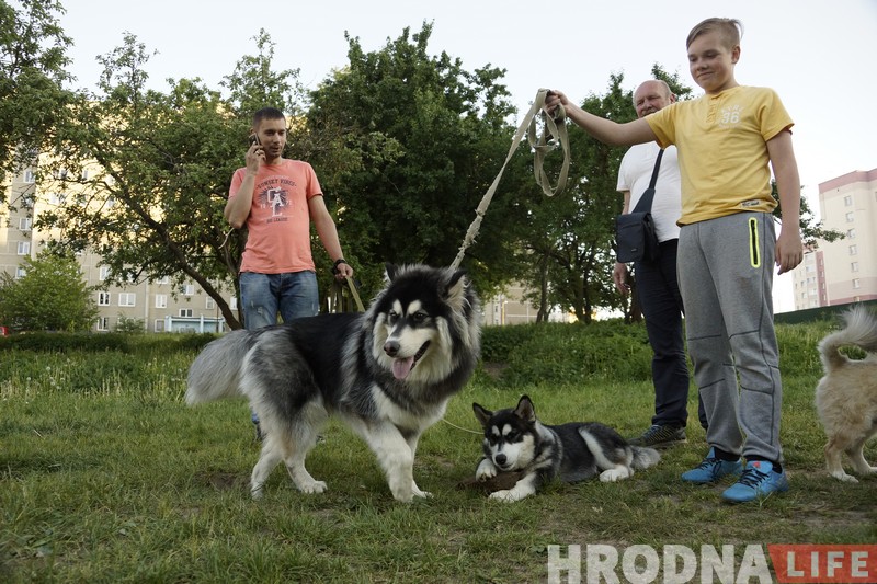 Ці стануць сабакі Гродна сябрамі ЖКГ. Жыхары Дзевятоўкі працягваюць змагацца за пляцоўку для выгула