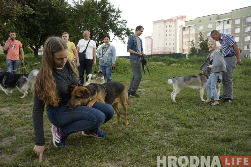 Ці стануць сабакі Гродна сябрамі ЖКГ. Жыхары Дзевятоўкі працягваюць змагацца за пляцоўку для выгула