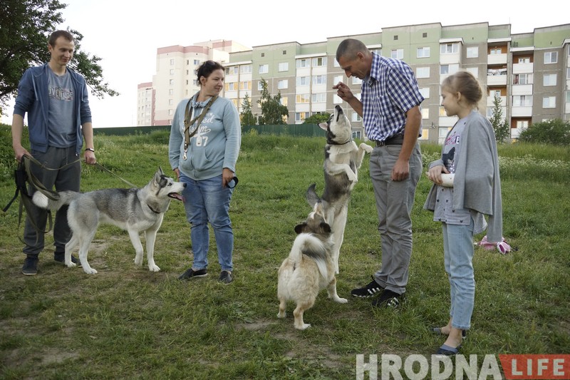 Ці стануць сабакі Гродна сябрамі ЖКГ. Жыхары Дзевятоўкі працягваюць змагацца за пляцоўку для выгула