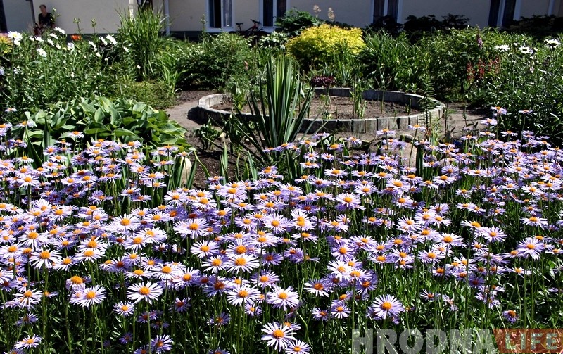 "Дайце вады". Лепшаму гродзенскаму кветніку патрэбен рэгулярны паліў, гаспадыня адна не спраўляецца