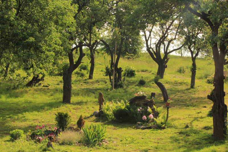 Гродзенка збірае грошы на коней, каб дапамагаць асаблівым дзецям