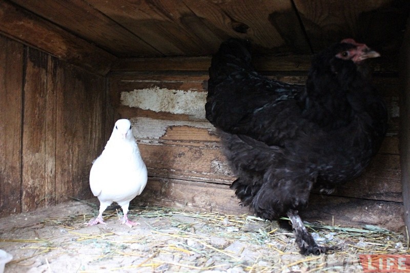 Дзіўнае каханне. У Гродне курыца пасябравала з голубам - і пачала несці яйкі!
