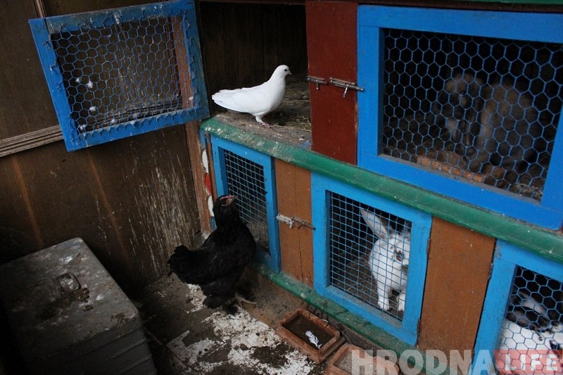 Дзіўнае каханне. У Гродне курыца пасябравала з голубам - і пачала несці яйкі!