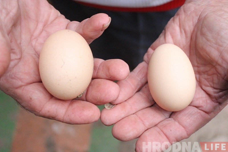 Дзіўнае каханне. У Гродне курыца пасябравала з голубам - і пачала несці яйкі!
