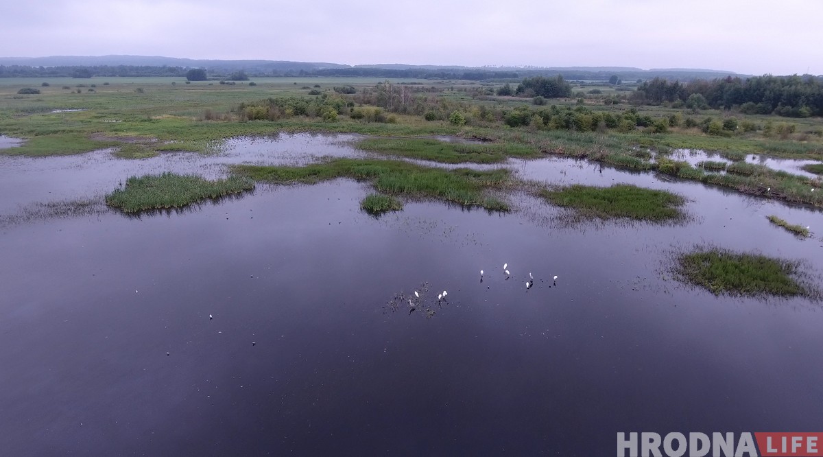 "Калі за птушкамі, то вам - сюды". Як гродзенскі арнітолаг пасылае ўсіх у балота (+дрон-відэа) "Калі за птушкамі, то вам - сюды". Як гродзенскі арнітолаг пасылае ўсіх у балота (+дрон-відэа)
