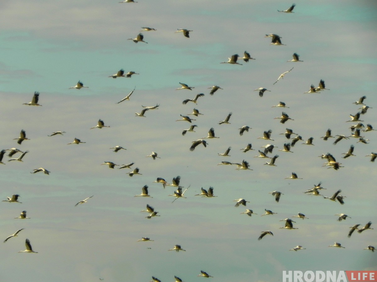 “Жыццё прымушае харчавацца на сметніку”. Як урбанізуецца беларуская птушка бусел