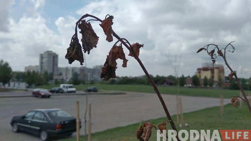 Пасадзілі і забылі. Што сталася з юбілейнай алеяй Ленінскага раёна