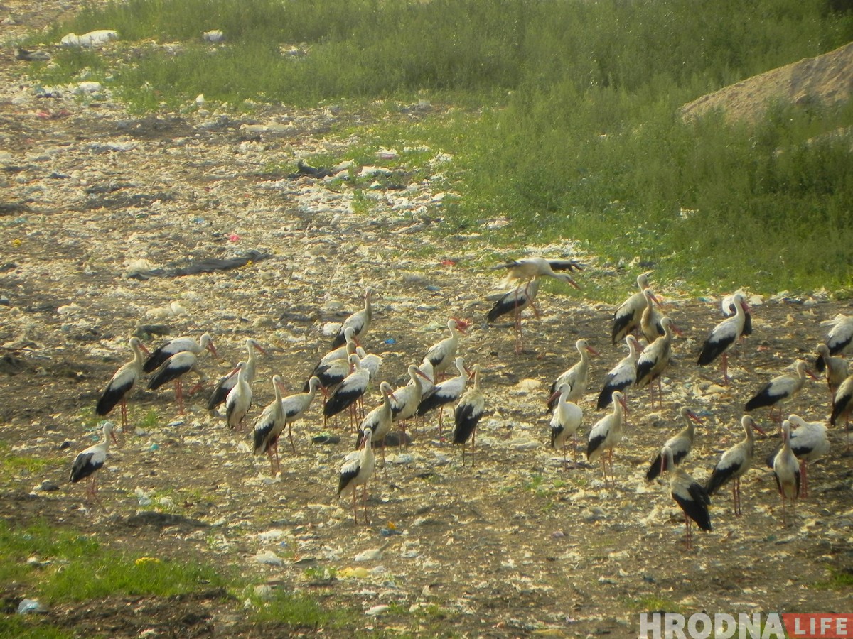 “Жыццё прымушае харчавацца на сметніку”. Як урбанізуецца беларуская птушка бусел
