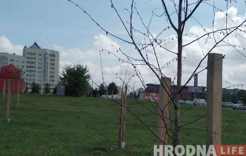 Пасадзілі і забылі. Што сталася з юбілейнай алеяй Ленінскага раёна