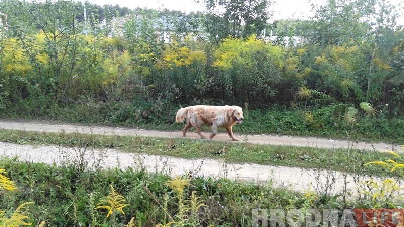Зграя бяздомных сабак турбуе жыхароў Баранавічаў. Валанцёры: гэта будзе працягвацца