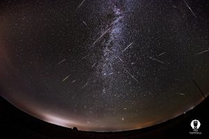 “Мачо” па рублі, а “Чужой жонкі” ў бліжэйшы час не будзе. Экзатычныя фіялкі можна пабачыць і набыць на выставе ў Гродне