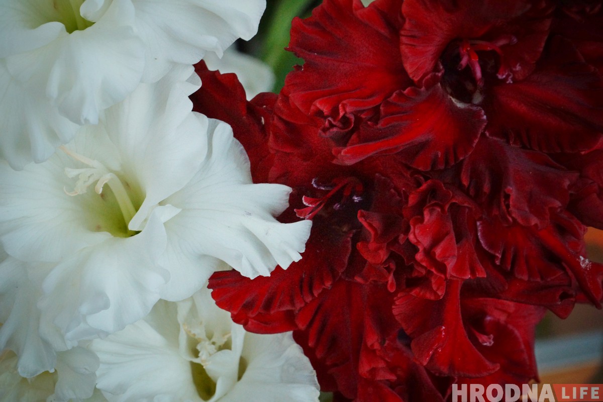 Выстава гладыёлусаў, якіх немагчыма не палюбіць, праходзіць у Гродне Выстава гладыёлусаў, якіх немагчыма не палюбіць, праходзіць у Гродне