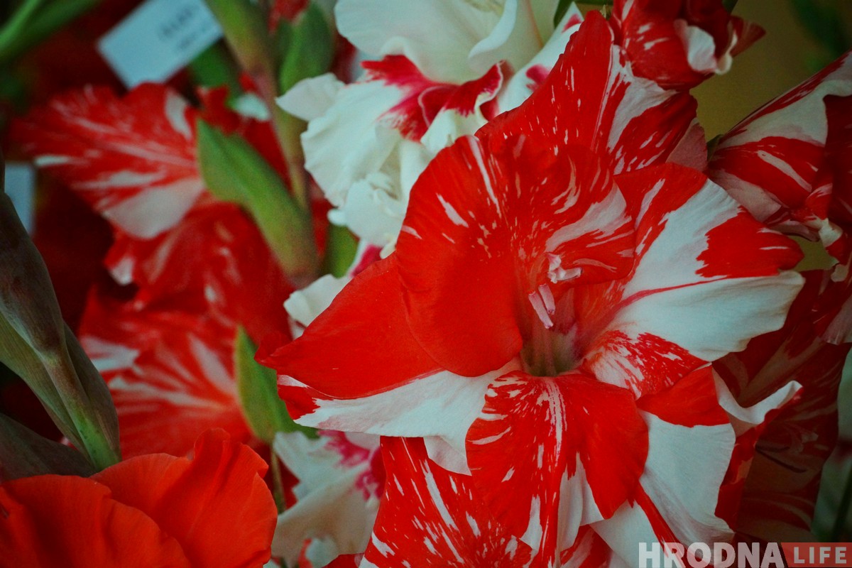 Выстава гладыёлусаў, якіх немагчыма не палюбіць, праходзіць у Гродне Выстава гладыёлусаў, якіх немагчыма не палюбіць, праходзіць у Гродне