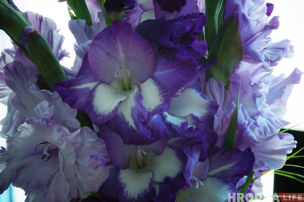 Выстава гладыёлусаў, якіх немагчыма не палюбіць, праходзіць у Гродне Выстава гладыёлусаў, якіх немагчыма не палюбіць, праходзіць у Гродне