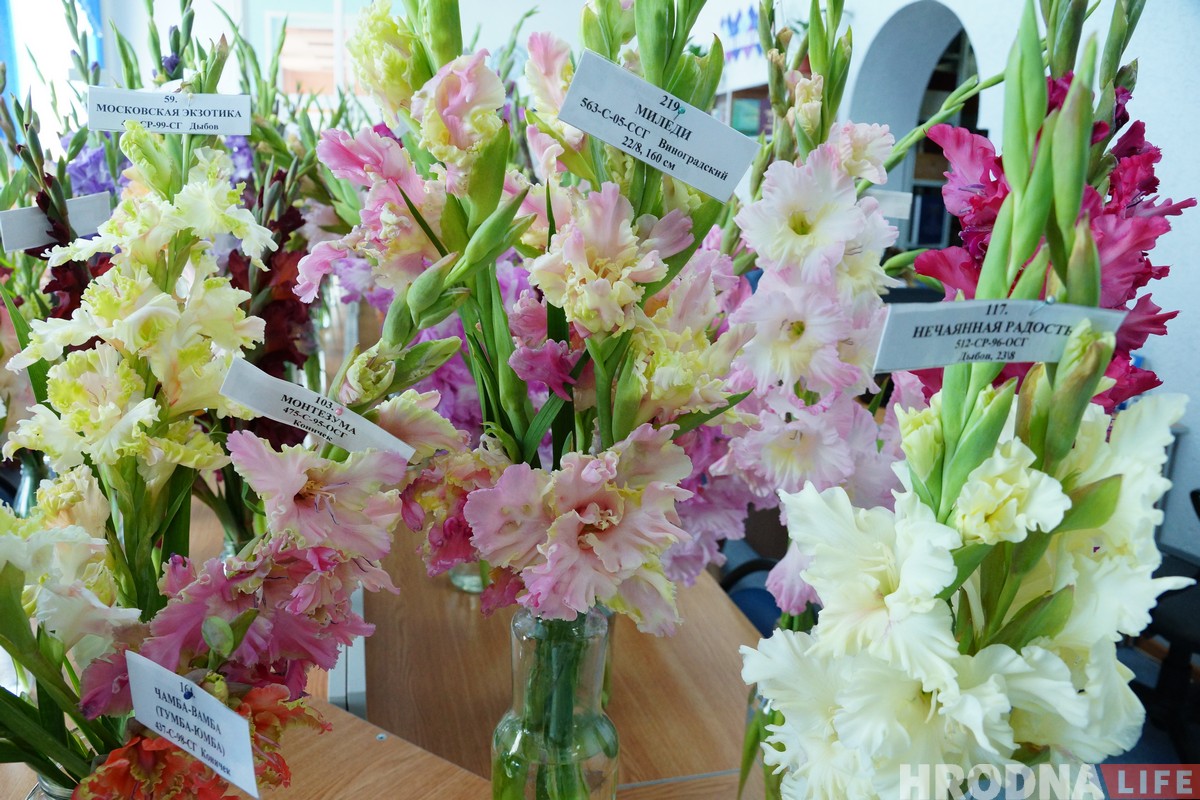Выстава гладыёлусаў, якіх немагчыма не палюбіць, праходзіць у Гродне Выстава гладыёлусаў, якіх немагчыма не палюбіць, праходзіць у Гродне