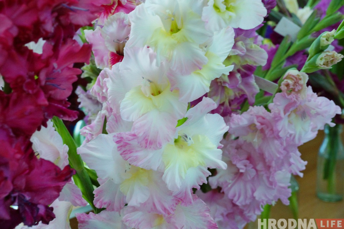 Выстава гладыёлусаў, якіх немагчыма не палюбіць, праходзіць у Гродне Выстава гладыёлусаў, якіх немагчыма не палюбіць, праходзіць у Гродне