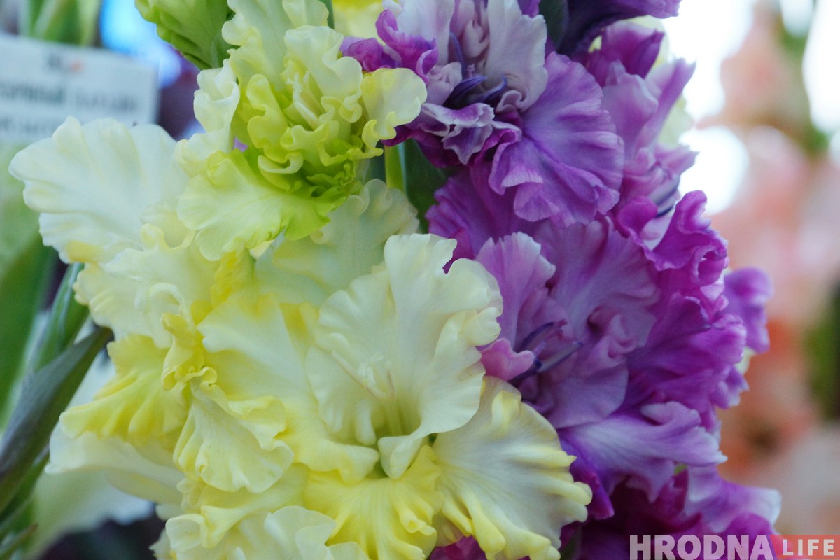 Выстава гладыёлусаў, якіх немагчыма не палюбіць, праходзіць у Гродне Выстава гладыёлусаў, якіх немагчыма не палюбіць, праходзіць у Гродне