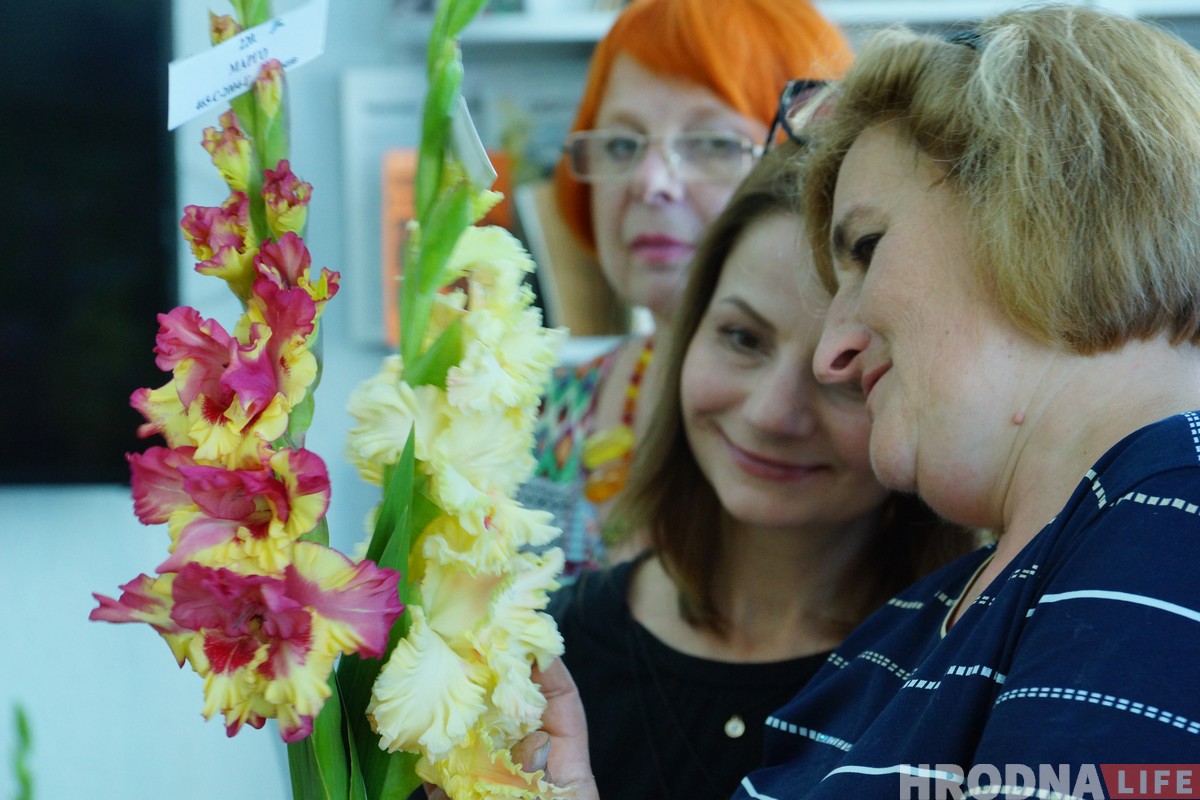 Выстава гладыёлусаў, якіх немагчыма не палюбіць, праходзіць у Гродне