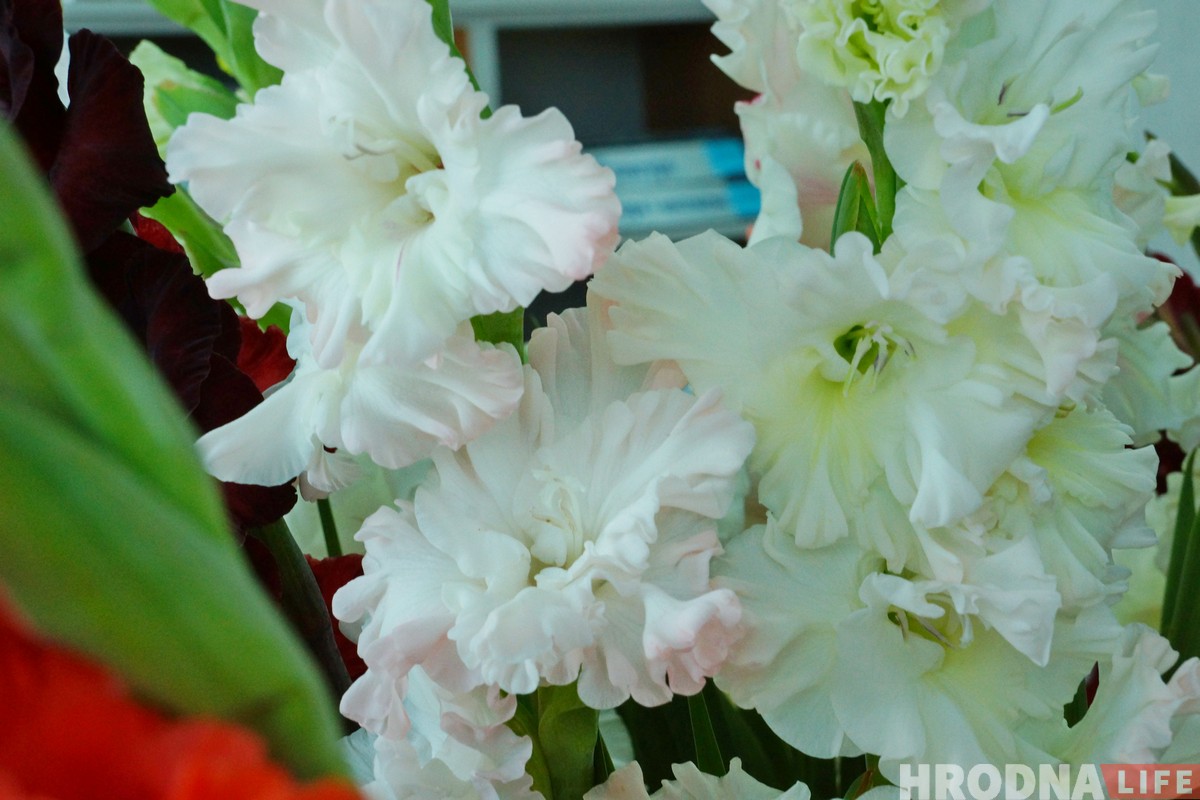 Выстава гладыёлусаў, якіх немагчыма не палюбіць, праходзіць у Гродне Выстава гладыёлусаў, якіх немагчыма не палюбіць, праходзіць у Гродне