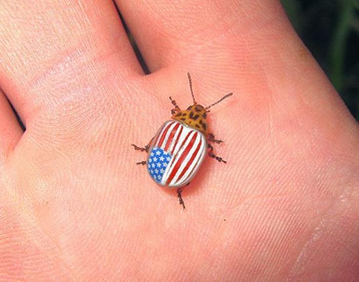 Колорадский жук как "оружие империалистической войны". Как вредитель победно прошел от океана до океана