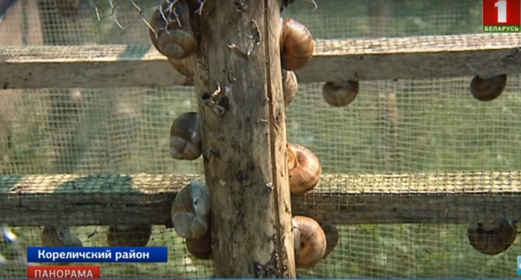У Гродзенскай вобласці гатуюць слімаковую ікру, даражэйшую за ласосевую