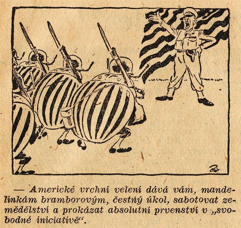 Каларадскі жук як “зброя імперыялістычнай вайны”. Як шкоднік пераможна прайшоў ад акіяну да акіяну Каларадскі жук як “зброя імперыялістычнай вайны”. Як шкоднік пераможна прайшоў ад акіяну да акіяну