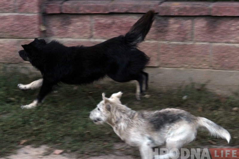 Сабакі тэрарызуюць раварыстаў на Камунальнай