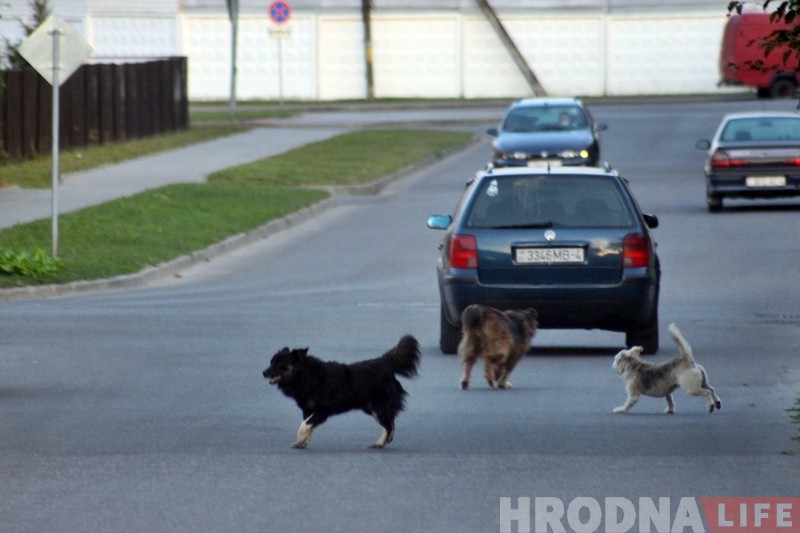 Сабакі тэрарызуюць раварыстаў на Камунальнай