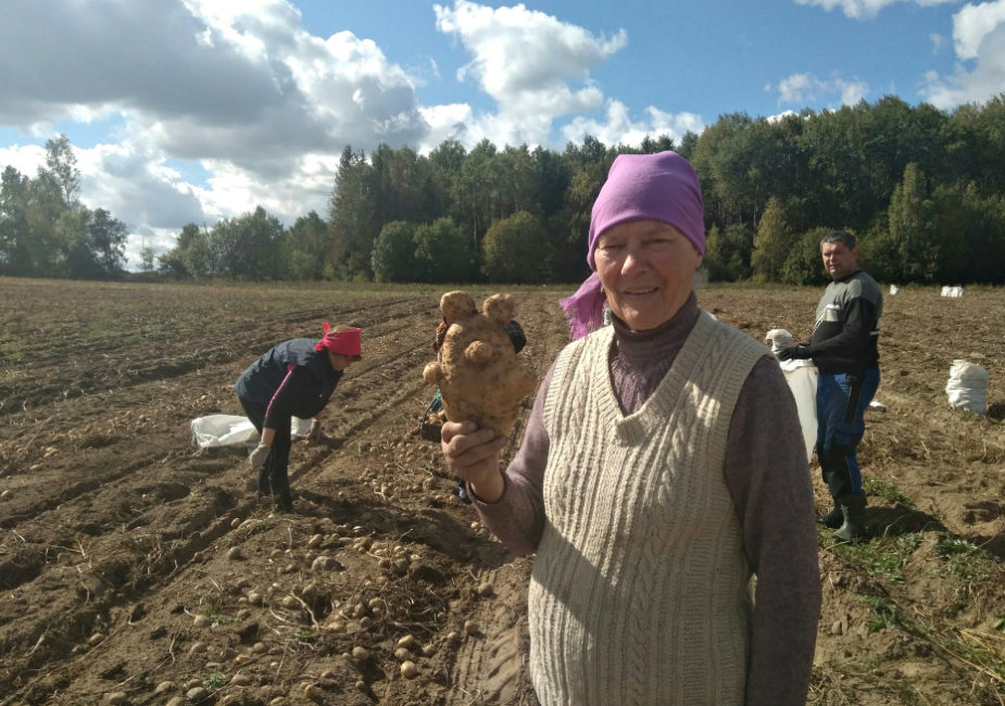 Глядзіце, як выглядае бульба, падобная да алімпійскага мішкі