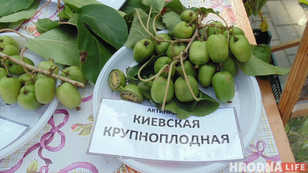 “Ужо не круцяць ля віска”. У Гродне сабраліся вінаградары з усёй Беларусі