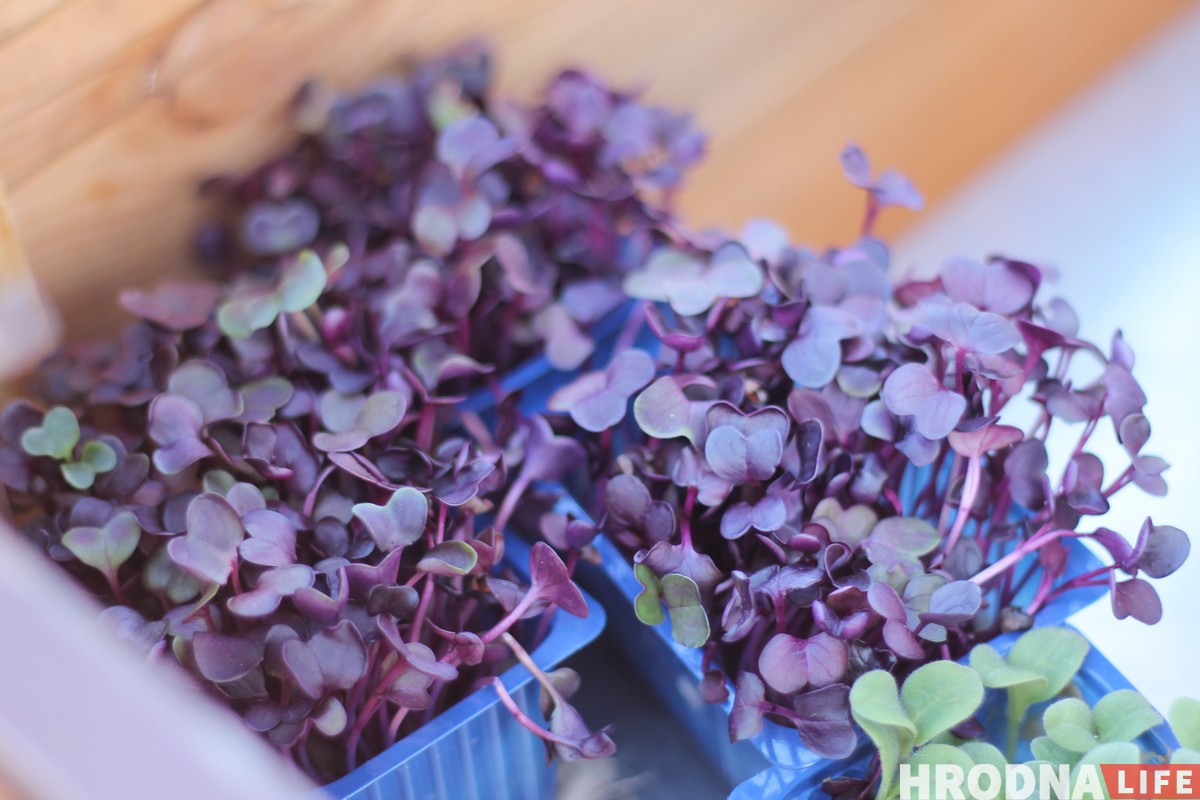 Vulitsa Ezha ў Гродне: глядзіце, якога фаст-фуду не хапае гораду (+шмат фота з фэсту) Vulitsa Ezha ў Гродне: глядзіце, якога фаст-фуду не хапае гораду (+шмат фота з фэсту)