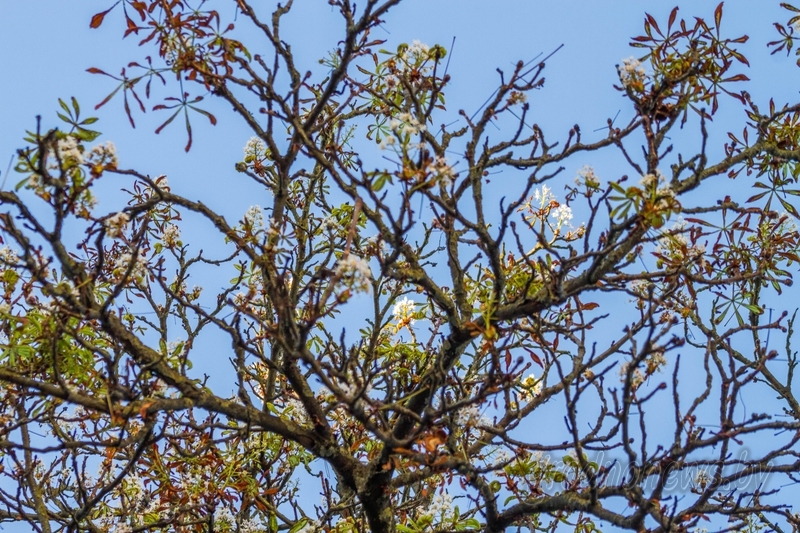 Фотафакт: у Гродне заквітнелі каштаны