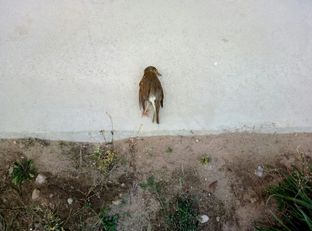 На Альшанцы дзеці кінулі птушку аб сцяну. Зараз іх шукае міліцыя