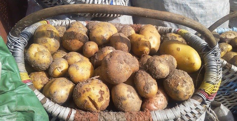 Выкапалі! Бульба як медытацыя і сімвал жыцця