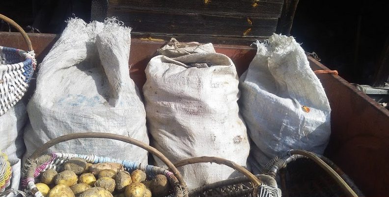 Выкапалі! Бульба як медытацыя і сімвал жыцця