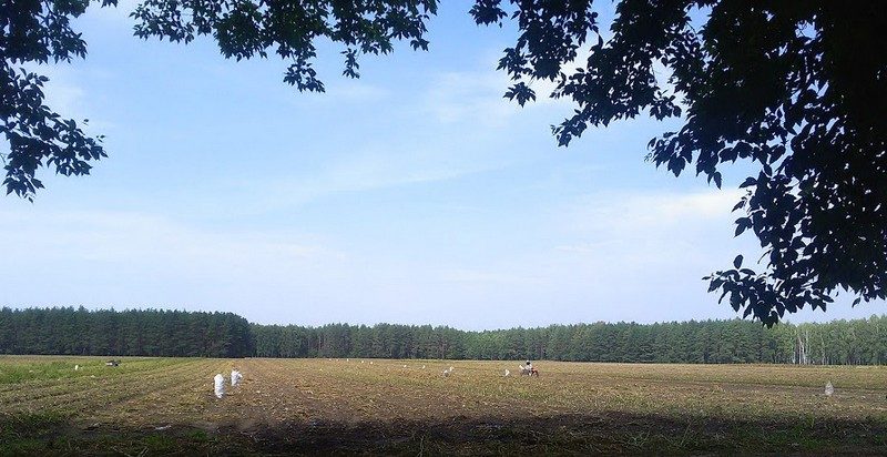 Выкапалі! Бульба як медытацыя і сімвал жыцця