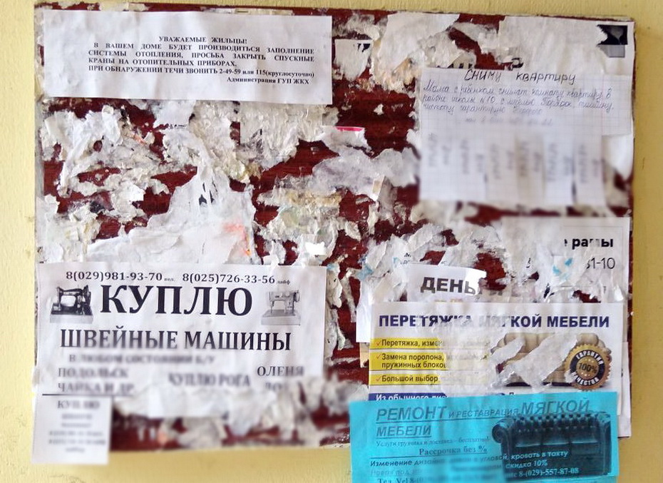 Сланімчанка напісала заяву ў міліцыю на службу адлову за тое, што забілі яе котку