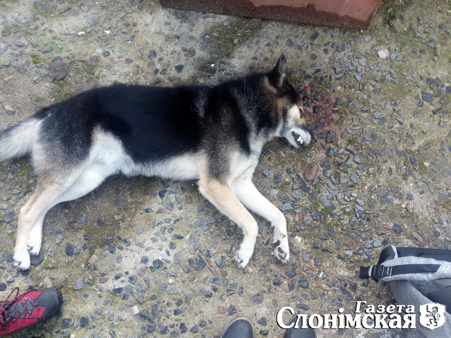 Застреленная слонимская "чупакабра" оказалась собакой с соседнего двора