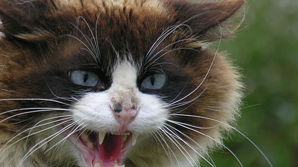 У Гродне зарэгістраваны чарговы выпадак шаленства. Як абараніць сябе? У Гродне зарэгістраваны чарговы выпадак шаленства. Як абараніць сябе?