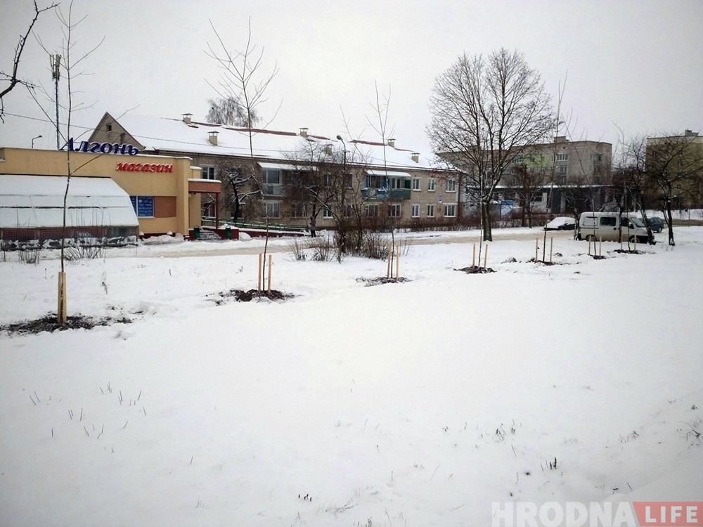 Ці можна саджаць дрэвы зімой? У Гродназелянбудзе распавялі, чаму гэта нармальна