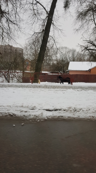 Поні Гоша і Ліна ўцяклі пашпацыраваць па цэнтры Гродна Поні Гоша і Ліна ўцяклі пашпацыраваць па цэнтры Гродна