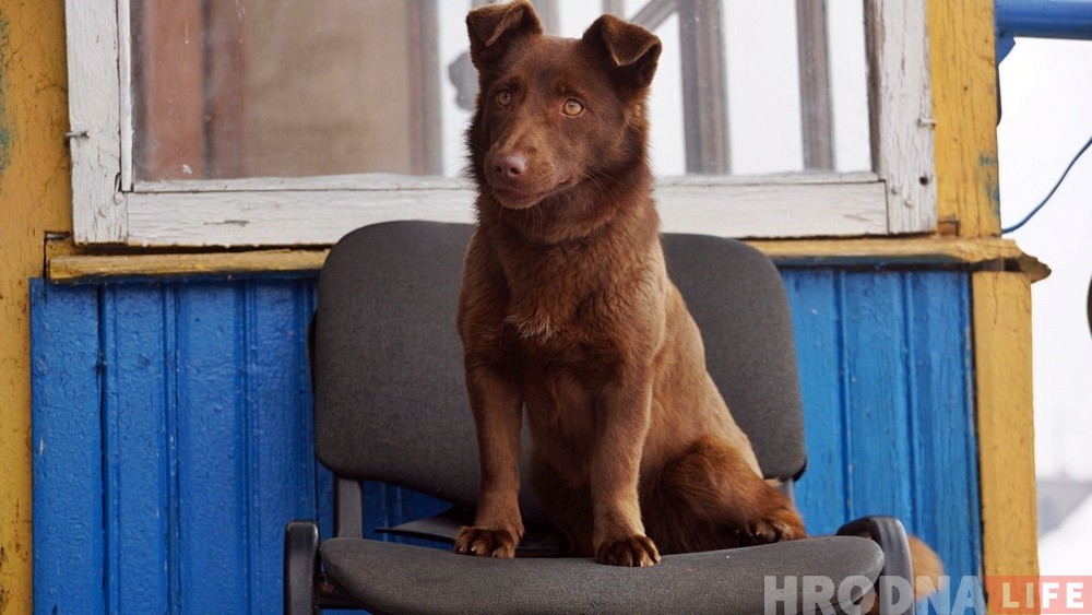 "Пакінуць у бядзе не маглі". Ратавальнікі расказалі, як здымалі з крыгі сабаку
